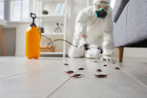 Commercial Rodent Management in Maitland